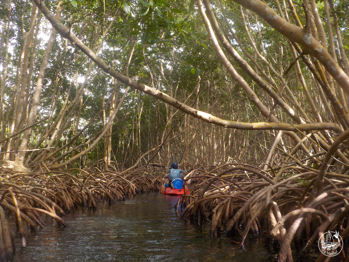 kayak Guadeloupe mangrove