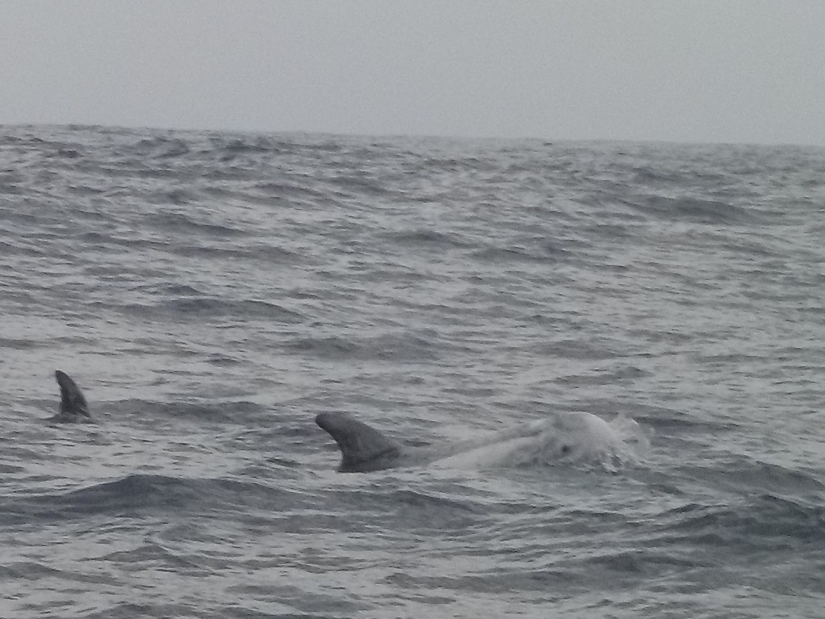 Deux dauphins de Risso à l’approche des Açores.