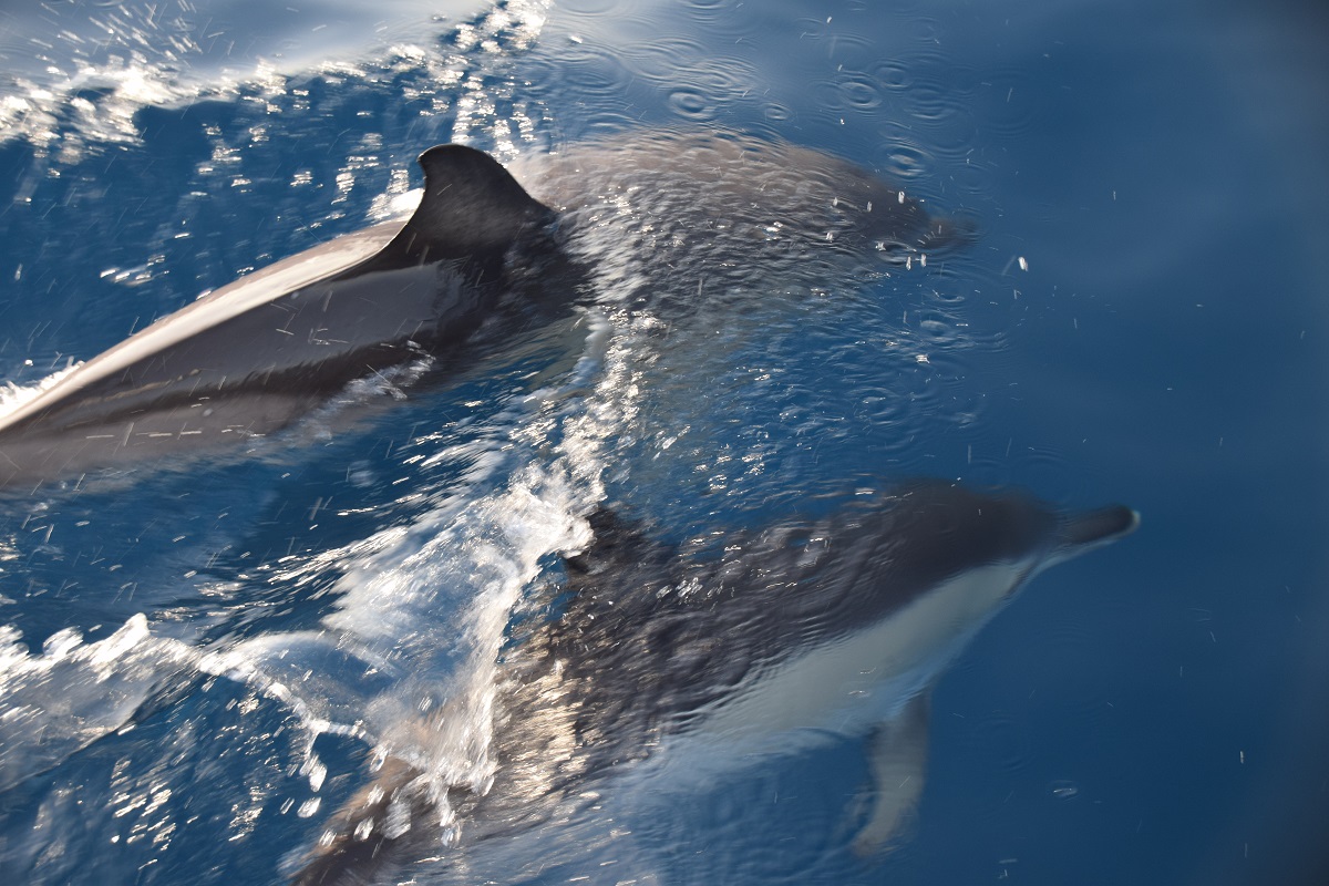 Gibraltar dauphins